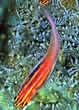 coralreefpygmy