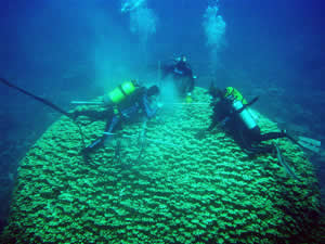 coral sample barium