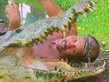 costa rican tamed croc