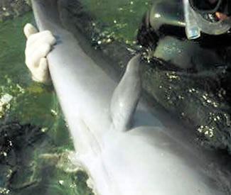 dolphin leg close