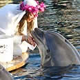 dolphin marriage