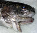 doublemouthfishsm