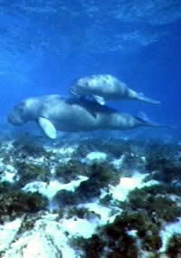 dugong