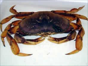 dungeness crab big