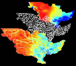 fish diversity river networks