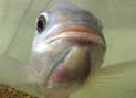 fishfarming