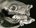 fishtongue