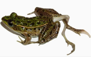 frog deformities extra limb