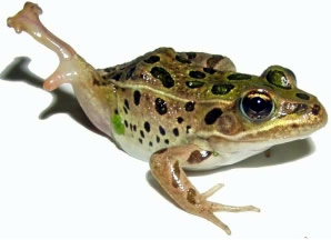 frog deformities parasites