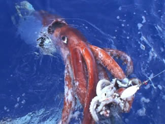 giant Squid japanese