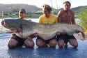 giantcatfish2