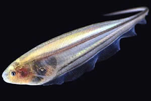 glass knifefish