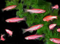 glofish