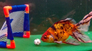 goldfish trained