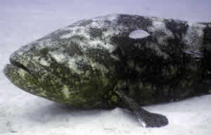 goliath grouper