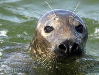 gray seal