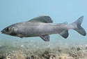 grayling