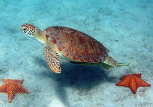 green sea turtle