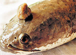 horned snakehead fish