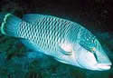 humpbackwrasseindo