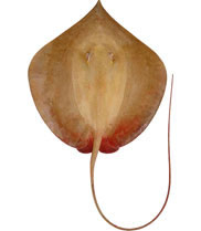 indonesia ray