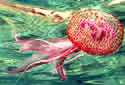 jellyfishbrit