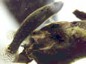killifish