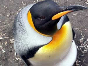 king penguin