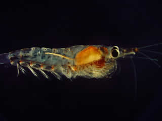 krill