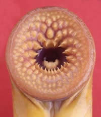 lamprey