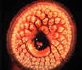 lamprey1