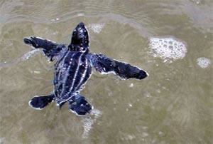 leatherback turtle l