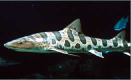 leopard shark