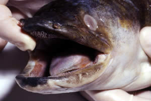 longfin eel