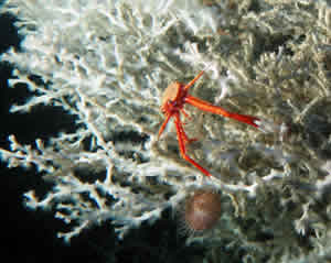 lophelia coral