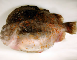 lumpfish Sealice