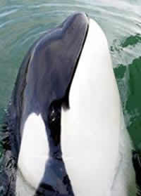 luna orca large