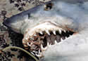 makosharksmall