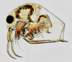 male water flea lrg