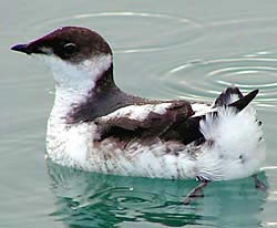 marbled murrele