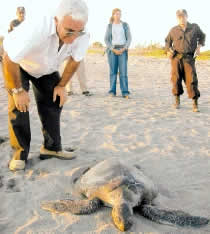 mass turtle deaths lrg