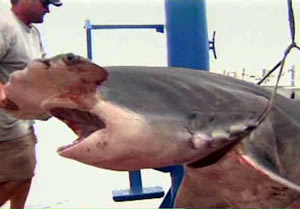 massive hammerhead shark 1000 florida 2