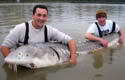 monstersturgeon