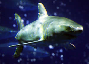 monterey bay shark