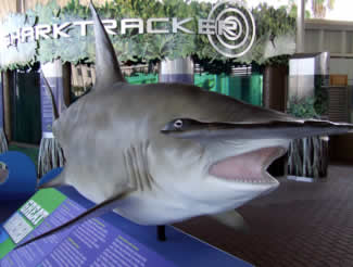 mote shark