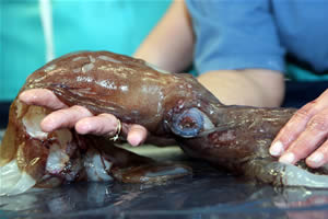 mote squid1
