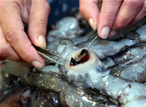 mote squid2