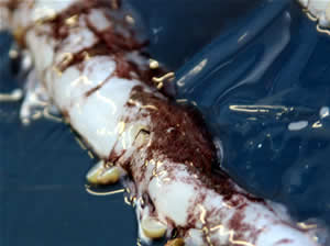 mote squid3