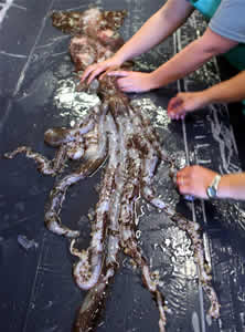 mote squid4