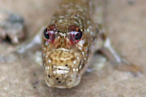 mudskipper fish